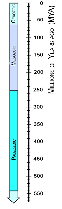 Vertical Time Bar